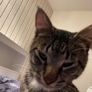 Meet your Posher, Han